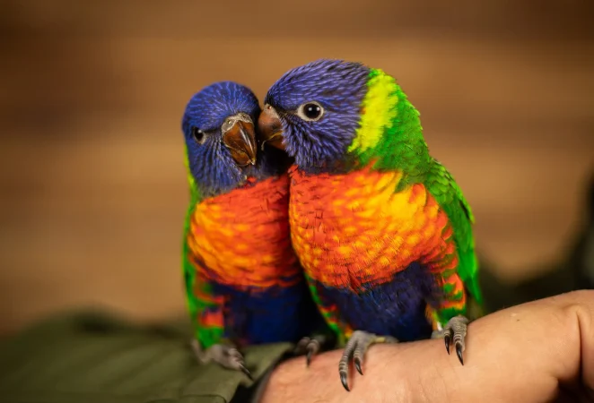 Banner_tammer_vogels