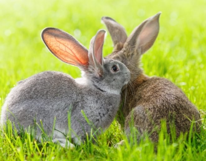 aanschaf-konijn-740x433